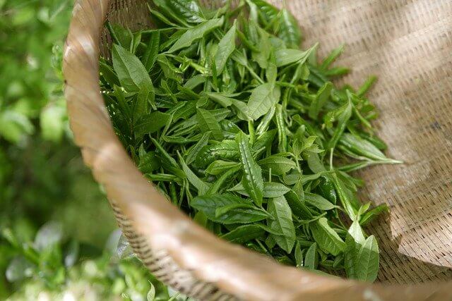 Green Tea